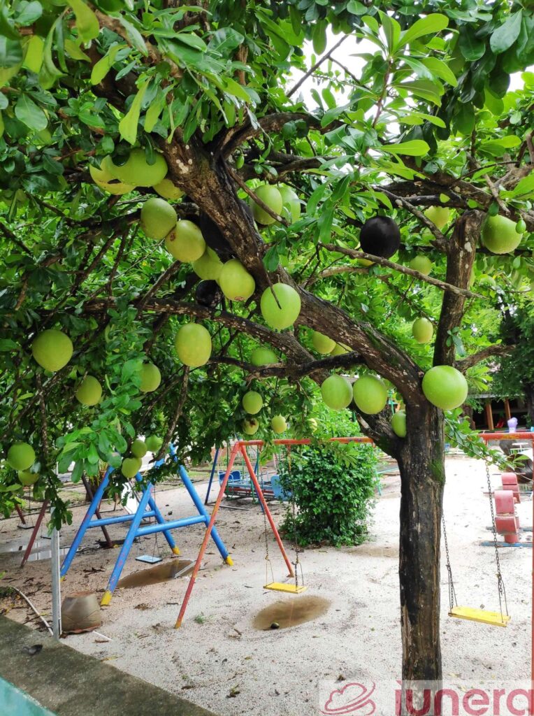 A pomelo tree next to swings. The maturity of the fruits represents the value of a big data infrastucture for an enterprise.